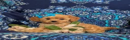 Cavapoo dogs for sale: Chrissa - Ad 3
