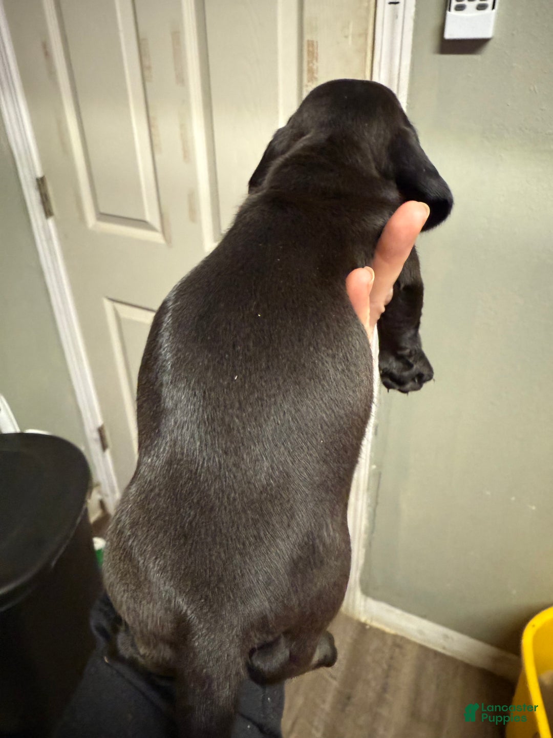 Miniature Dachshund dogs for sale: Miniature Dachshund Puppy 2 - Ad 2