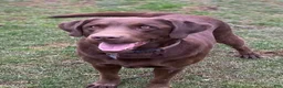 Labrador Retriever dogs for sale: Labrador Retriever 5 - Ad 1