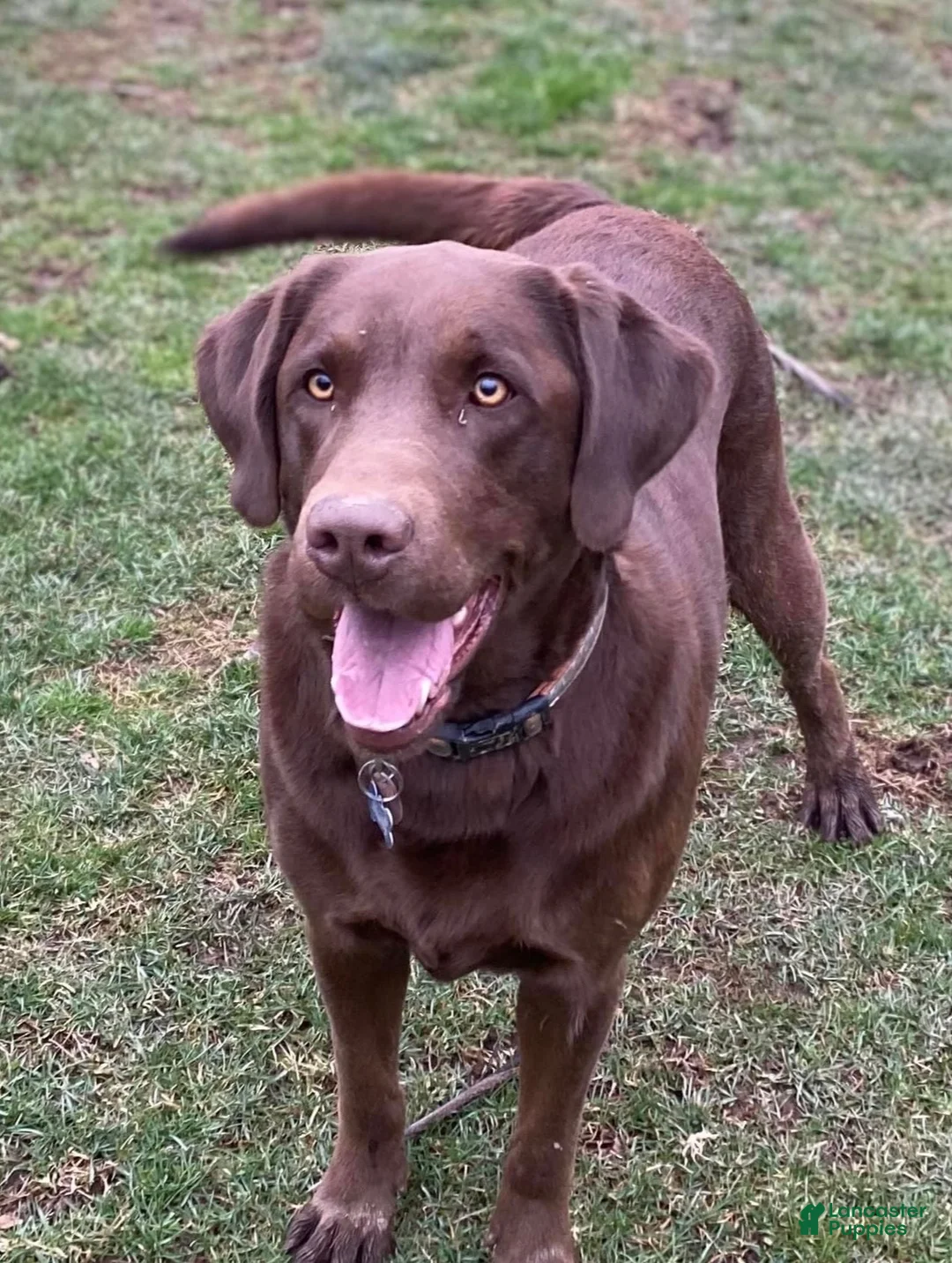 Labrador Retriever dogs for sale: Labrador Retriever 5 - Ad 1