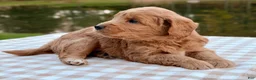 Goldendoodle dogs for sale: Biscotti-mini  - Ad 4