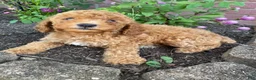 Miniature Poodle dogs for sale: Bella - Ad 7