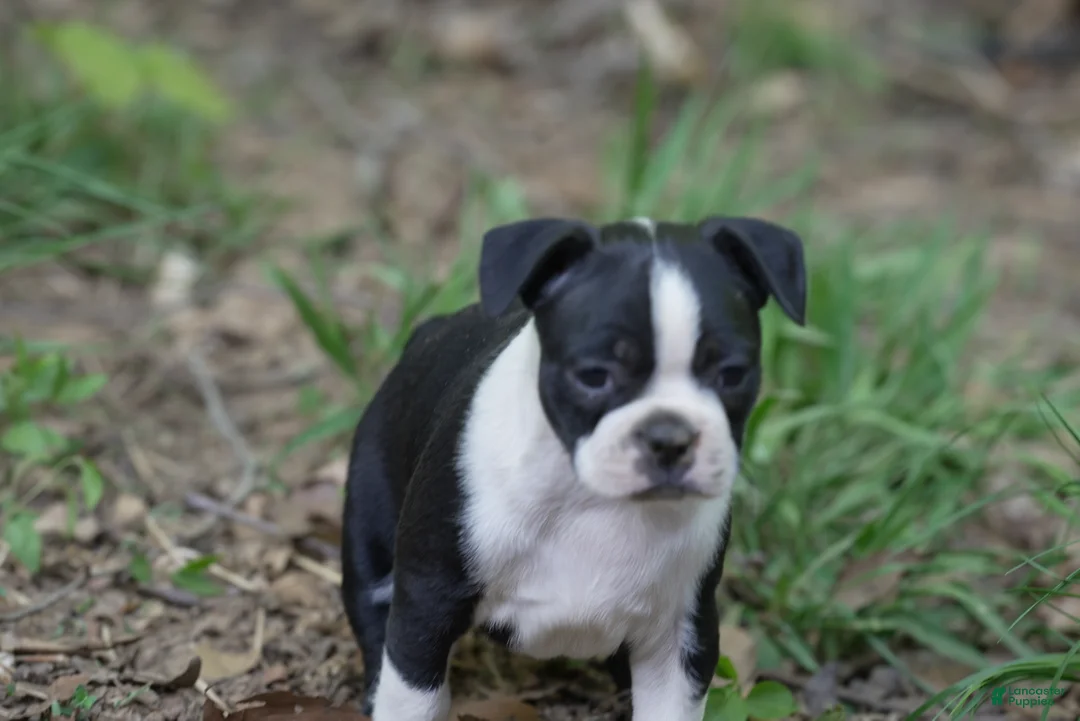 Boston Terrier dogs for sale: Blackberry - Ad 2