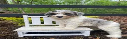 Bernedoodle dogs for sale: Lucy - Ad 2