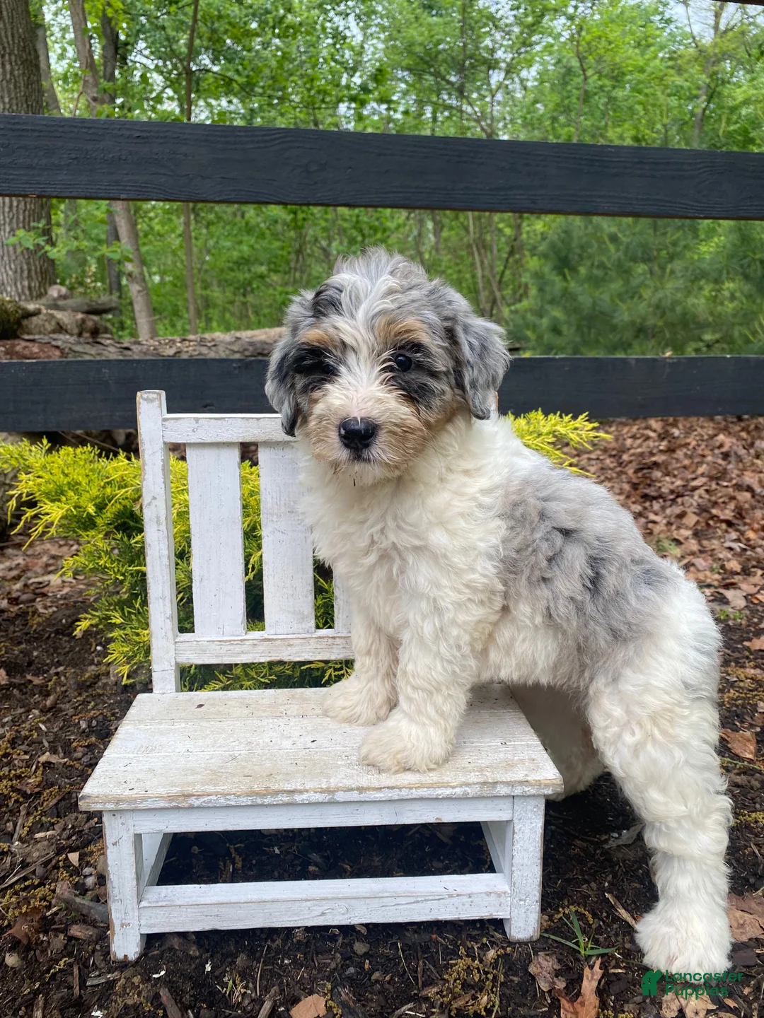Bernedoodle dogs for sale: Lucy - Ad 2