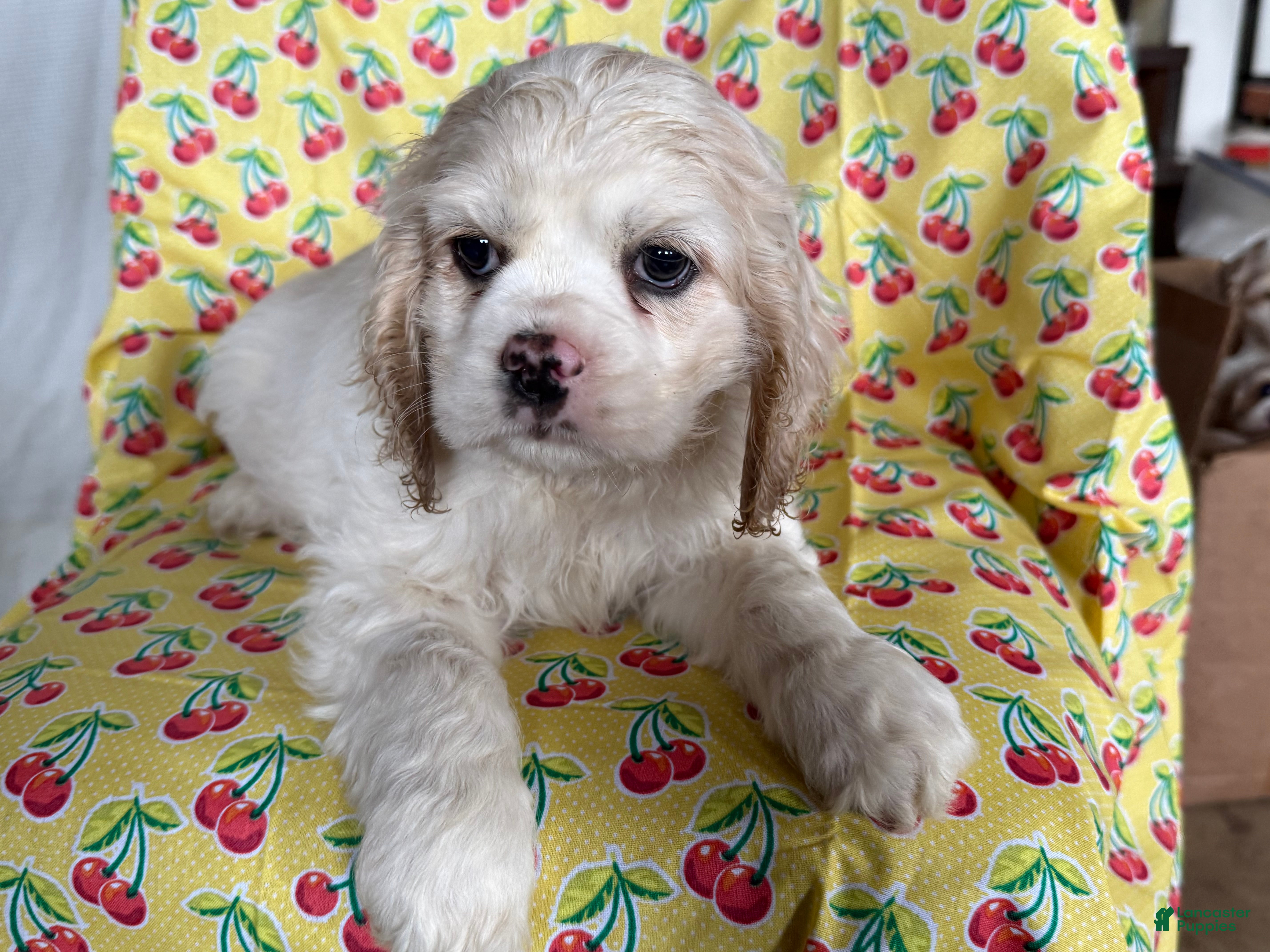 Cocker Spaniel dogs Finnley - Ad 2