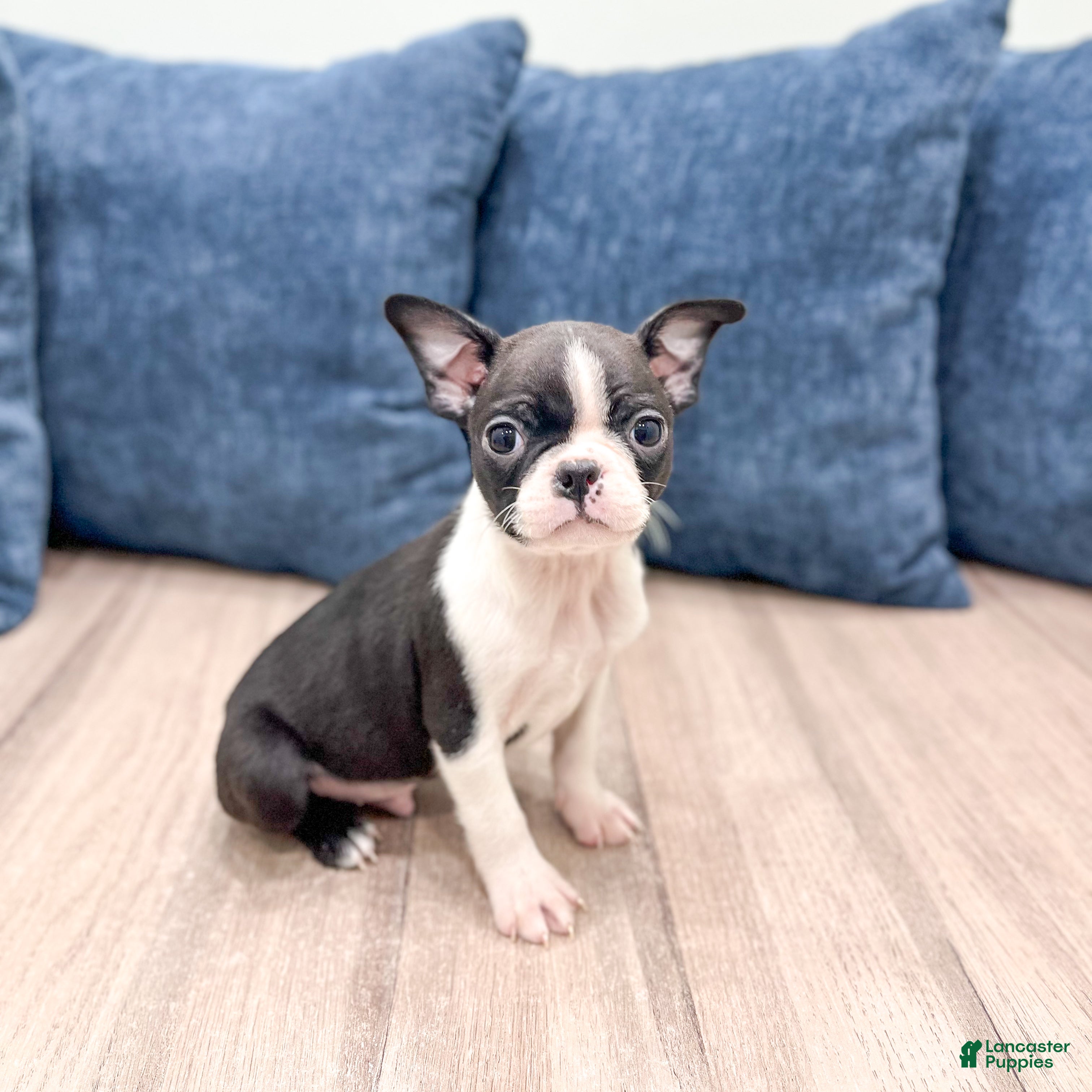 Boston Terrier dogs for sale: Sparky - Ad 2