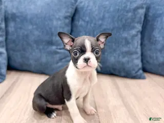 Boston Terrier dogs Sparky - Ad 13