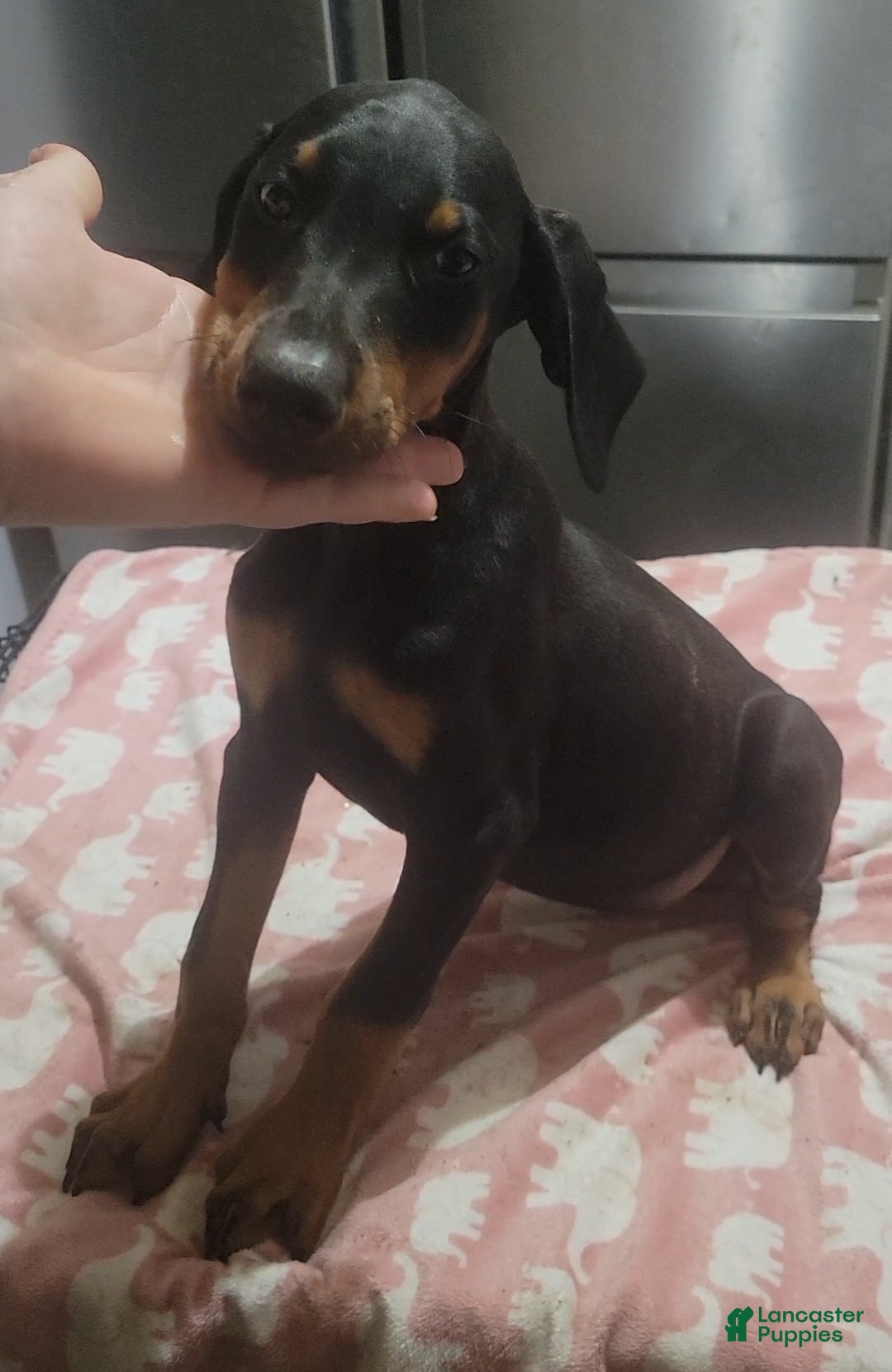 Doberman Pinscher dogs for sale: Doberman puppy 1-3 - Ad 7