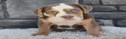 Beabull dogs for sale: Bonnie - Ad 3
