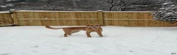 Mixed Breed dogs for sale: Brown  - Ad 7