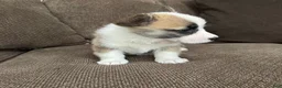 Welsh Corgi Pembroke dogs for sale: Candy - Ad 7