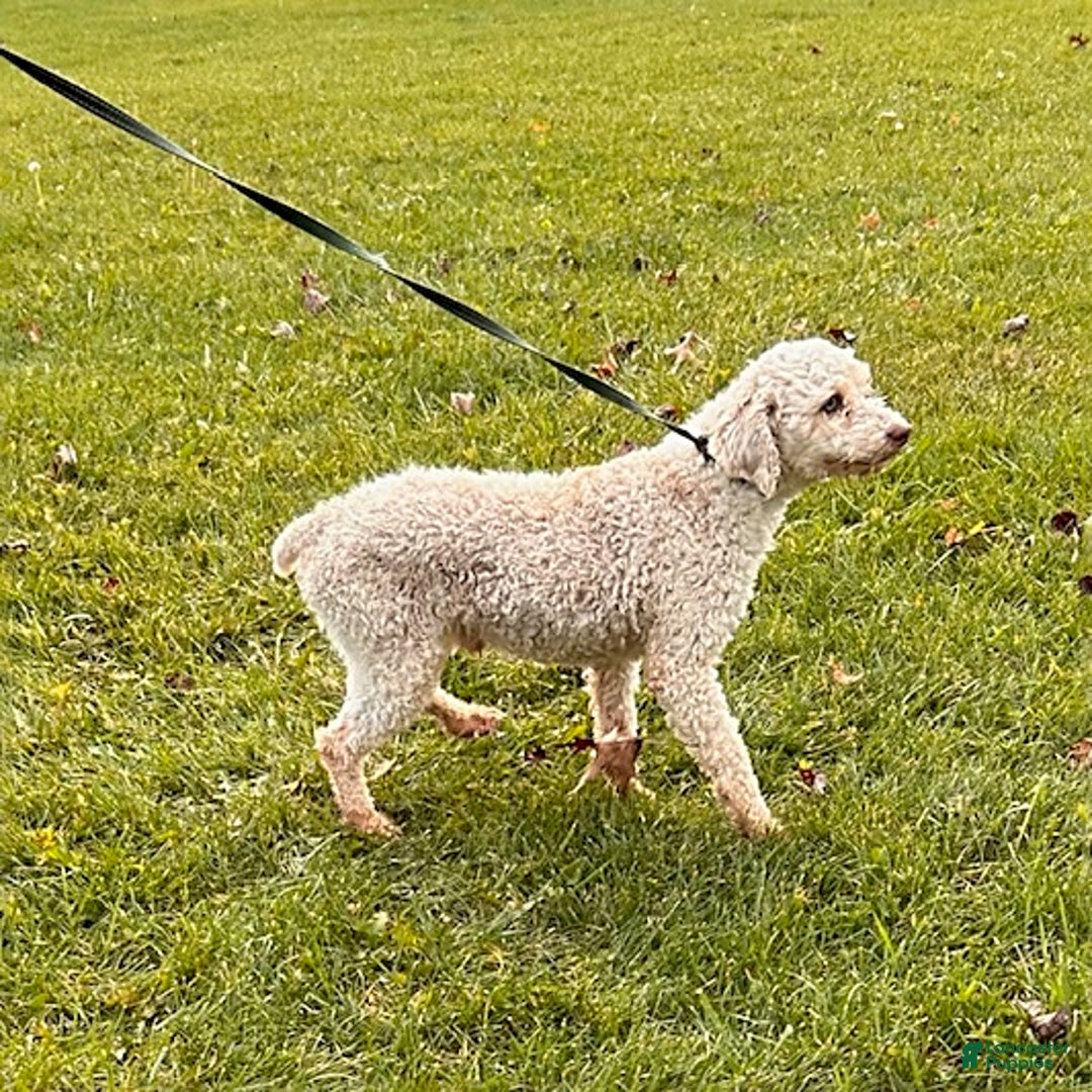 Cockapoo dogs for sale: Luna  - Ad 8