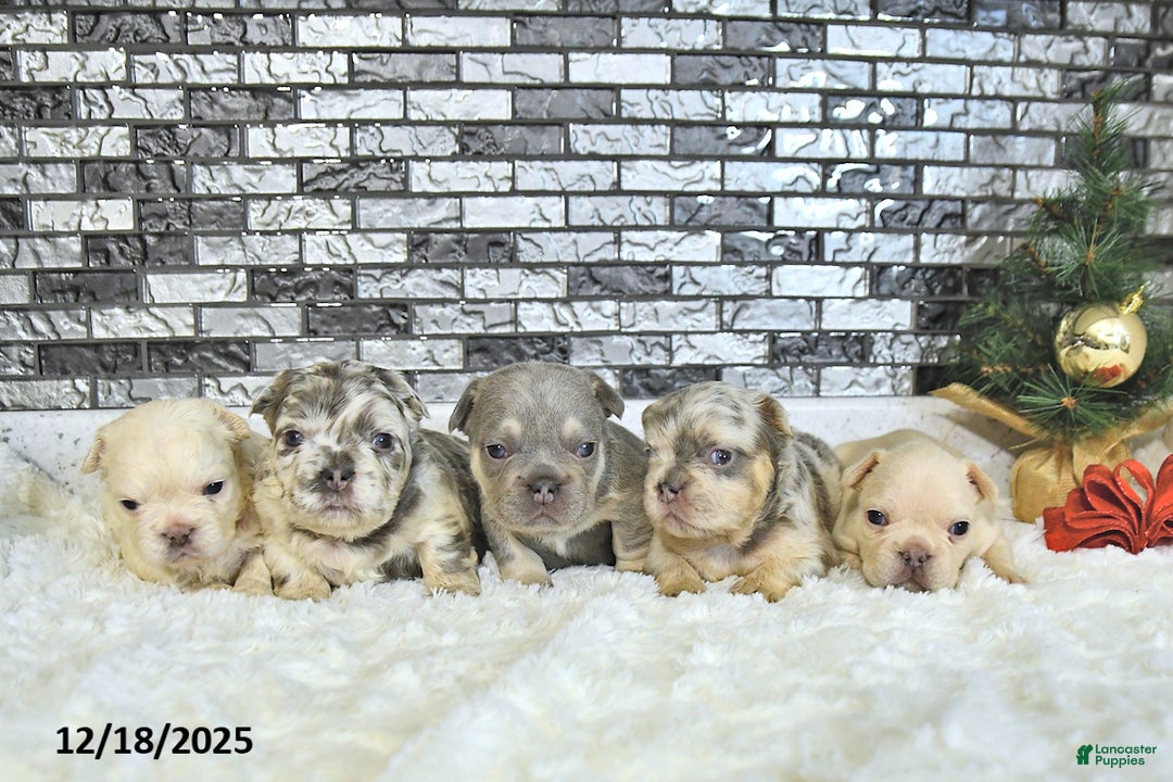 French Bulldog dogs for sale: Lulu - Ad 5