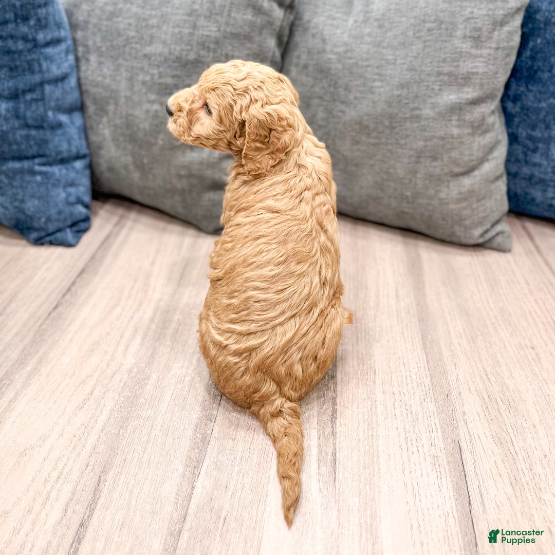 Goldendoodle dogs for sale: Banjo - Ad 4