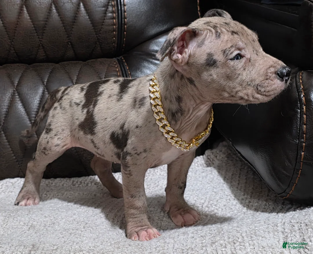 American Pit Bull Terrier dogs for sale: Milan - Ad 3