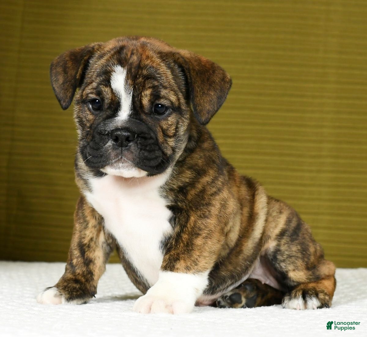 Bulldog Beagle Mix Beagle Bully American Bully Basset Basset Hound American Bulldog  Mix Beagle, image size:1200x1105