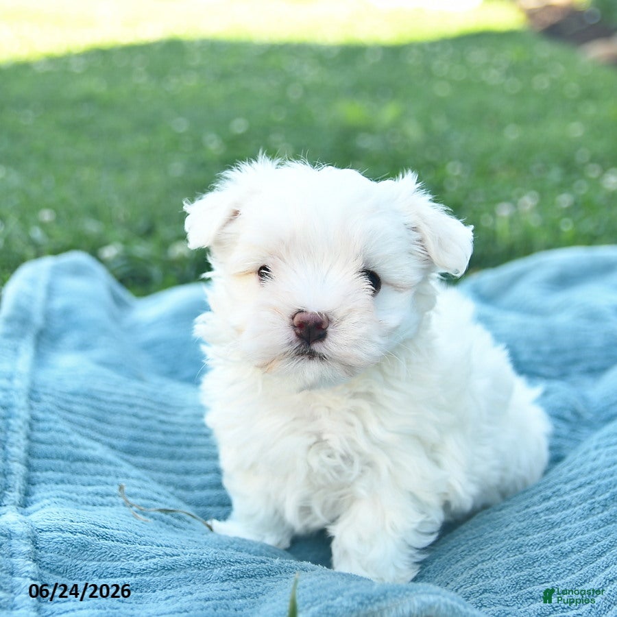 Maltese dogs Poppy  - Ad 1
