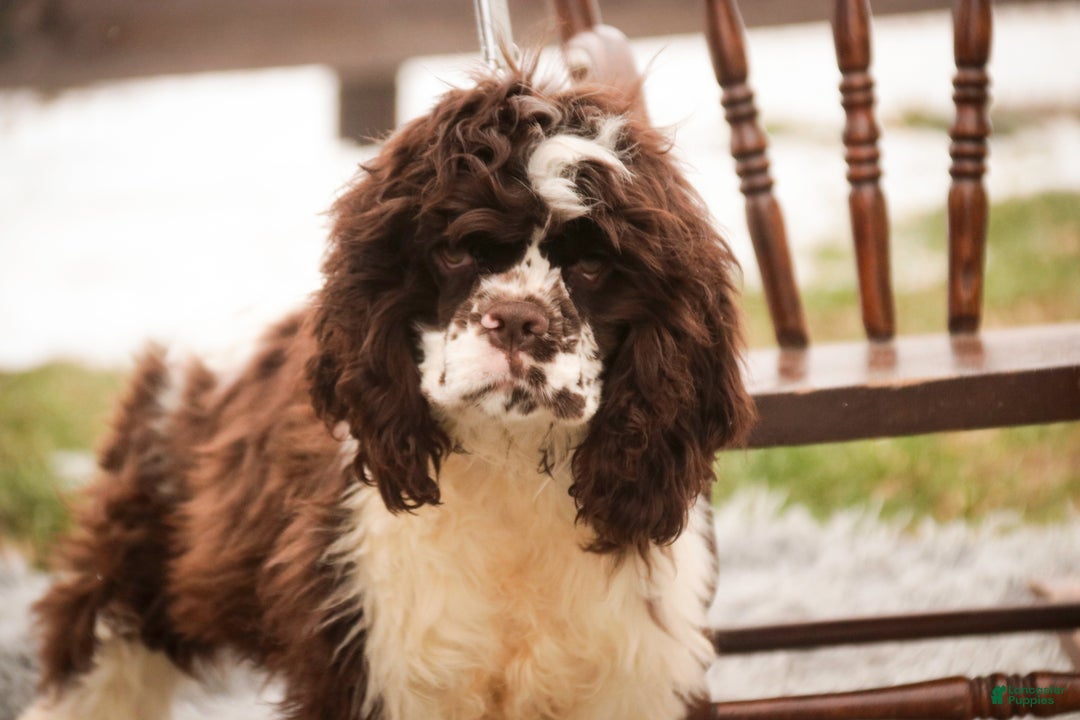 Cocker Spaniel dogs for sale: Pippin - Ad 2