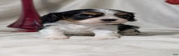 Cavalier King Charles Spaniel dogs for sale: Raya - Ad 7