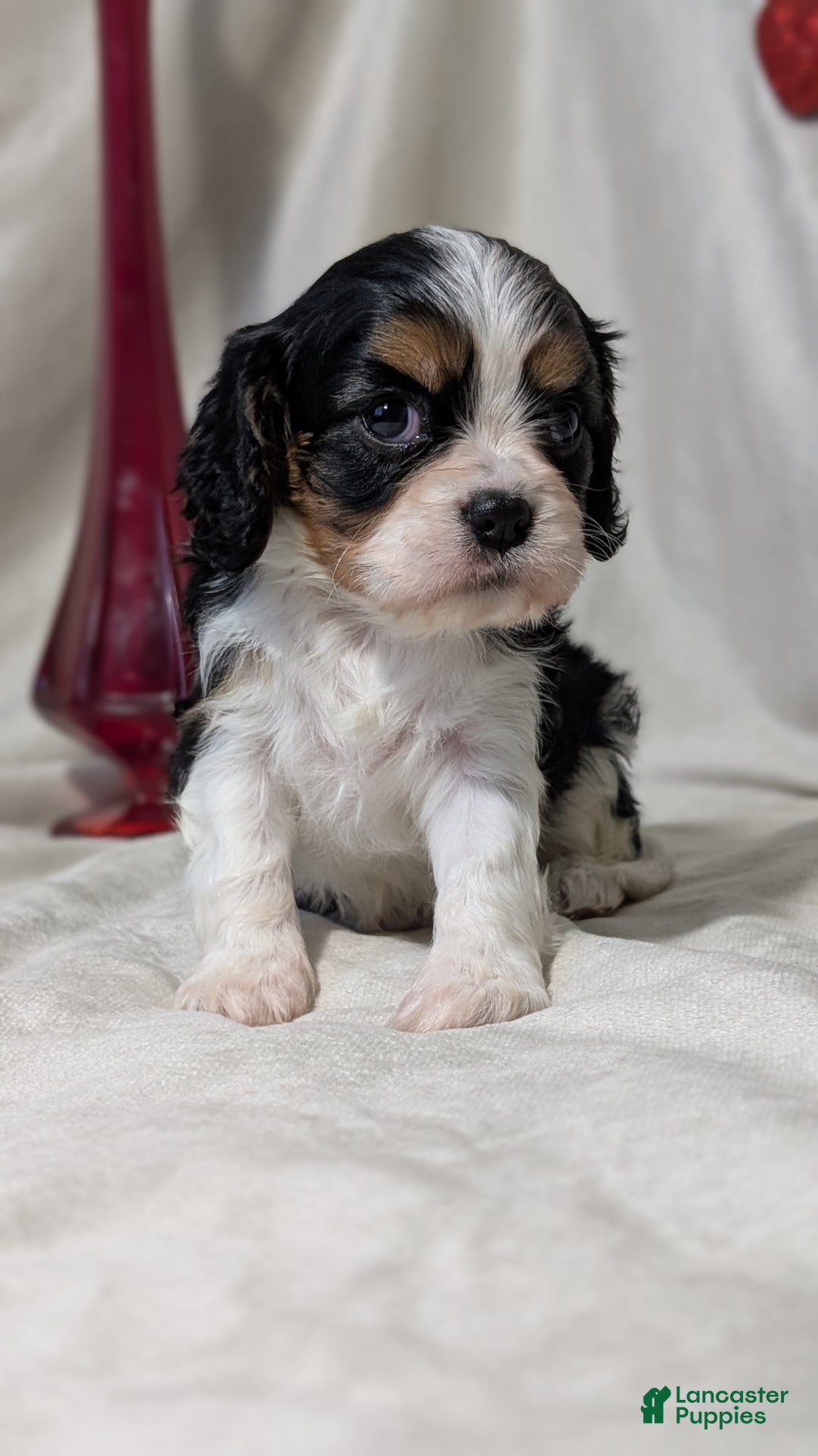 Cavalier King Charles Spaniel dogs for sale: Raya - Ad 7