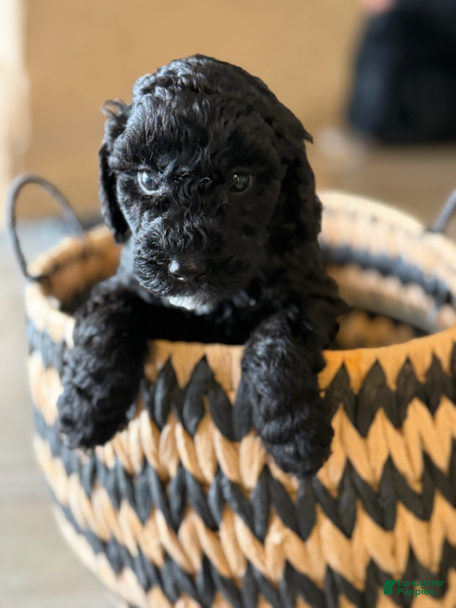 Tootsie