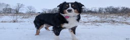 Australian Shepherd dogs for sale: Clara - Ad 4