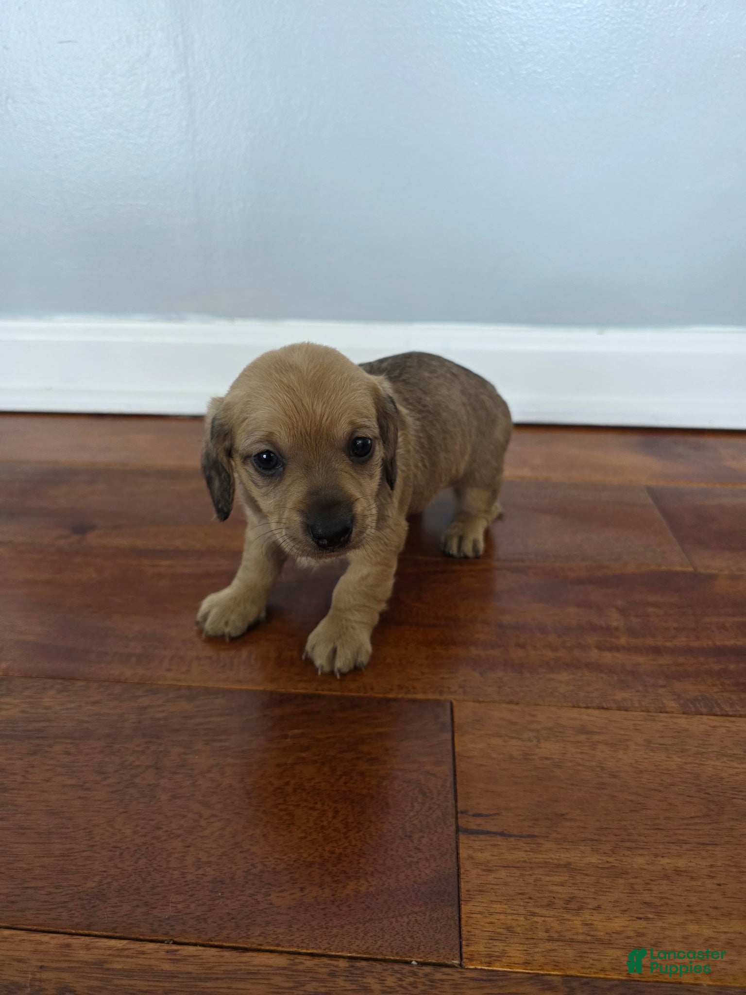 Miniature Dachshund dogs Karla  - Ad 19