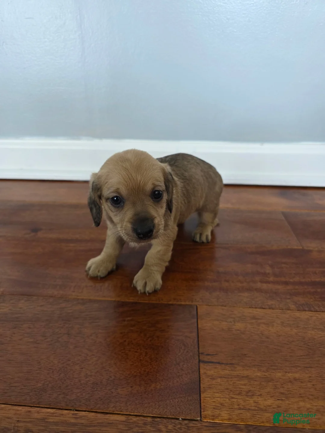 Miniature Dachshund dogs for sale: Karla  - Ad 1