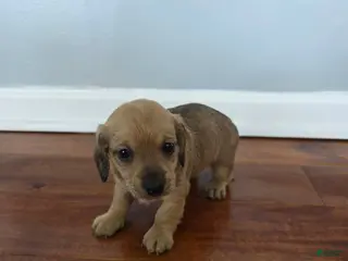 Miniature Dachshund dogs Karla - Ad 25