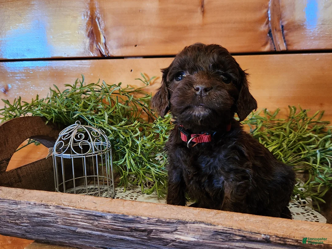 Mixed Breed dogs for sale: Mixed Breed Puppy 1 - Ad 4