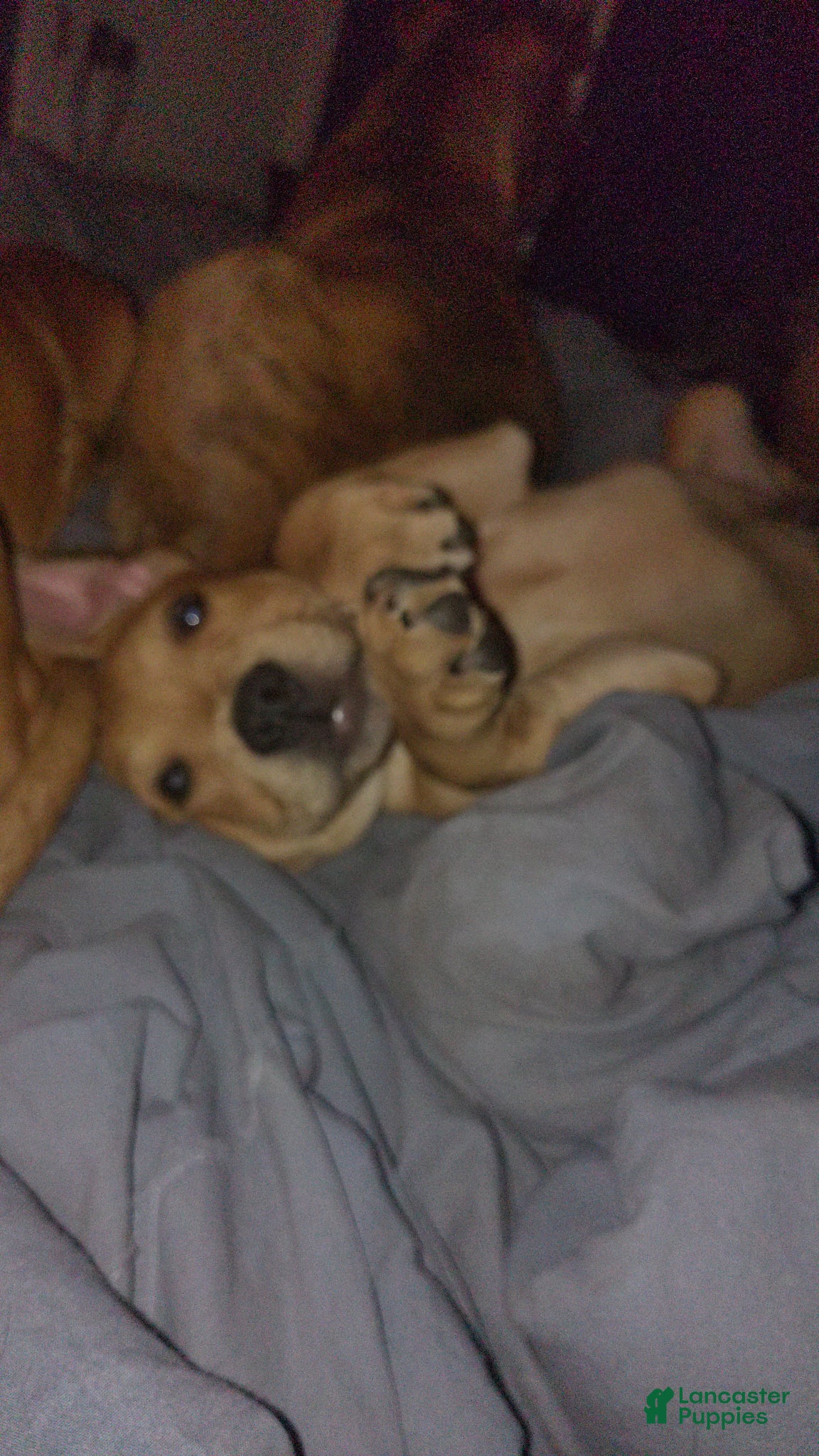 Mixed Breed dogs Meet Lucky — the Sweetest Little Boy in the Litter - Ad 17