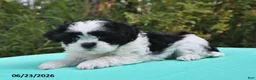 Shih Tzu dogs for sale: Summer - Ad 4