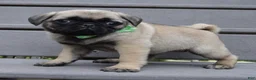 Pug dogs for sale: Pearl - Ad 5