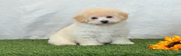 Bichpoo dogs for sale: Kira - Ad 8