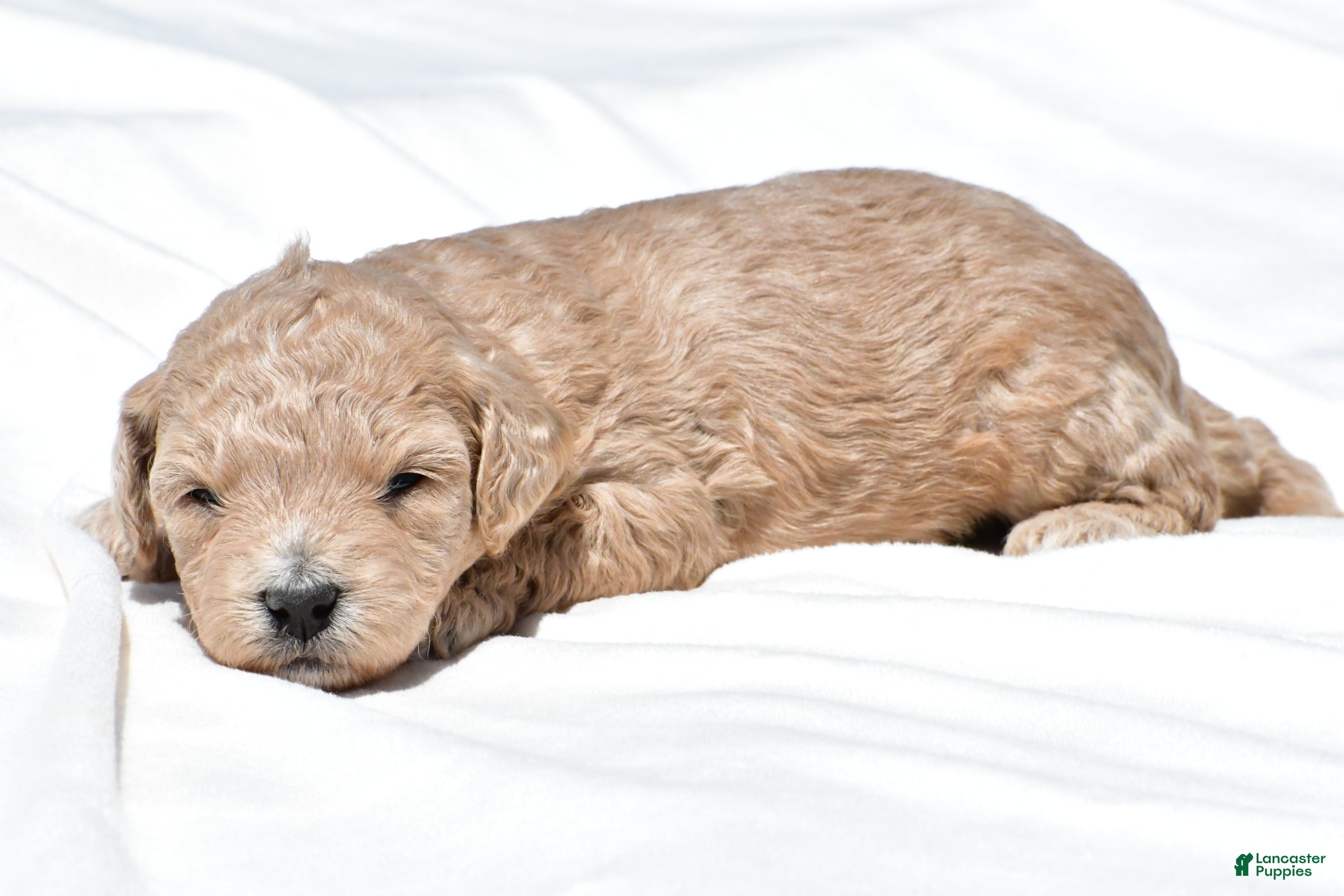 Mini Goldendoodle dogs Nancy - Ad 2