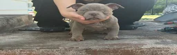 American Bully dogs for sale: Lilac Male  - Ad 2