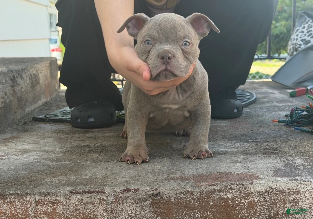 American Bully dogs for sale: Lilac Male  - Ad 2