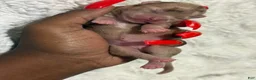 Chihuahua dogs for sale: Chihuahua 2 - Ad 3