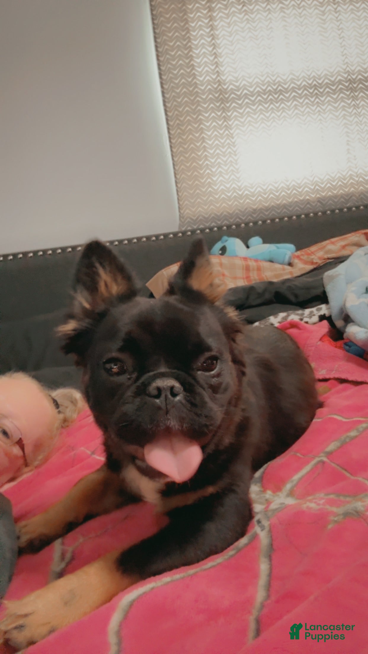 French Bulldog dogs for sale: French Bulldog Puppy 1 - Ad 2
