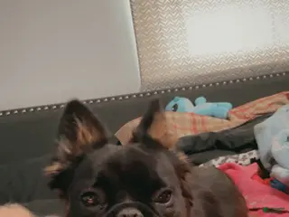 French Bulldog dogs for sale: French Bulldog Puppy 1 - Ad 2