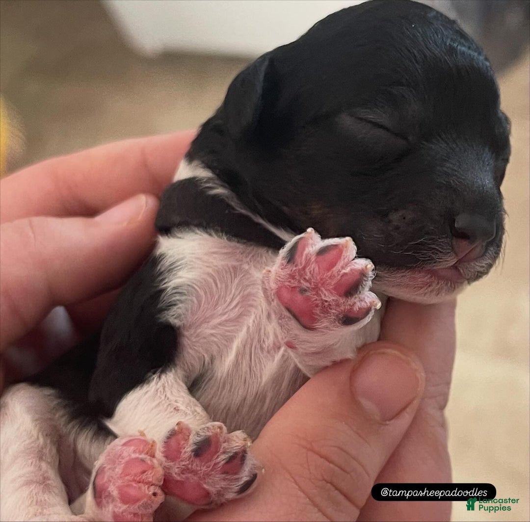 Mini Sheepadoodle dogs for sale: Black-Onyx - Ad 16