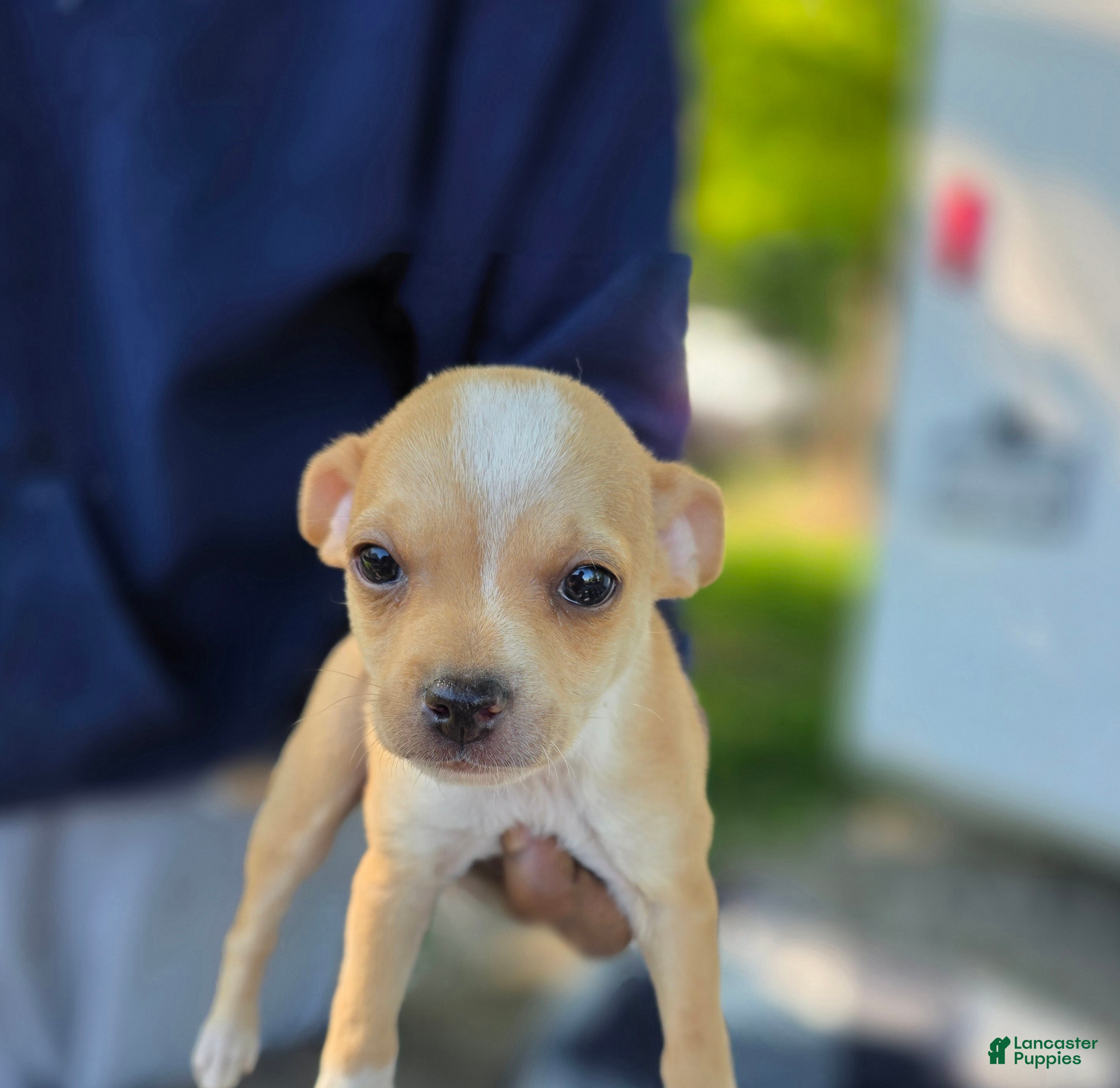 Chihuahua dogs Chihuahua Puppy 1 - Ad 34