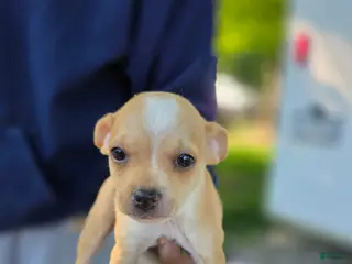 Chihuahua dogs Chihuahua Puppy 1 - Ad 34