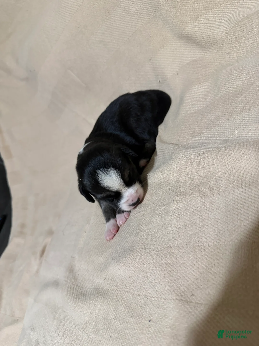 Mixed Breed dogs for sale: Jackie - Ad 1