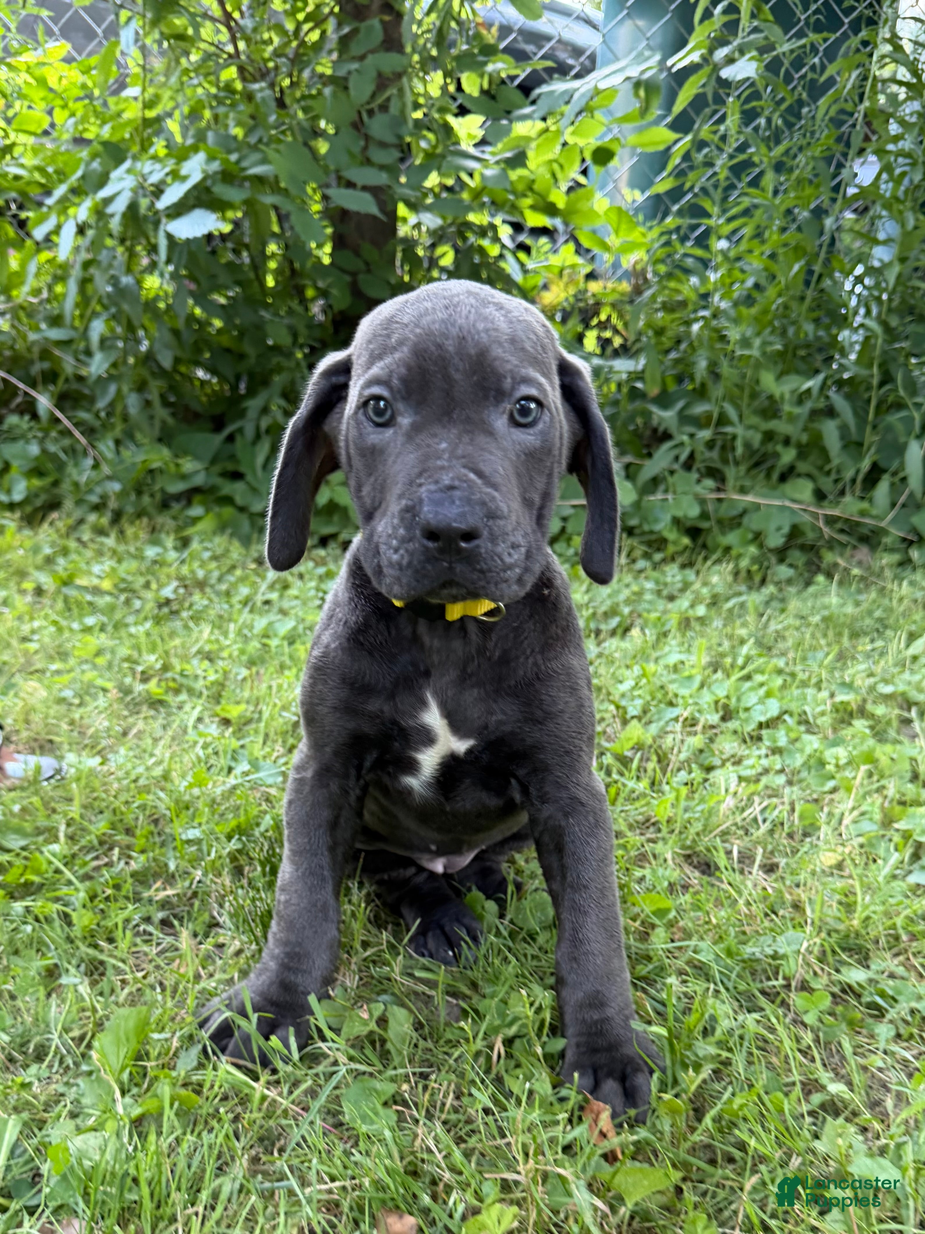 Cane Corso dogs Cane Corso 3 - Ad 1