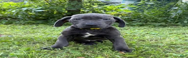 Cane Corso 3