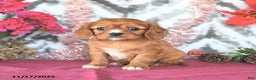 Cavalier King Charles Spaniel dogs for sale: Dewey - Ad 1