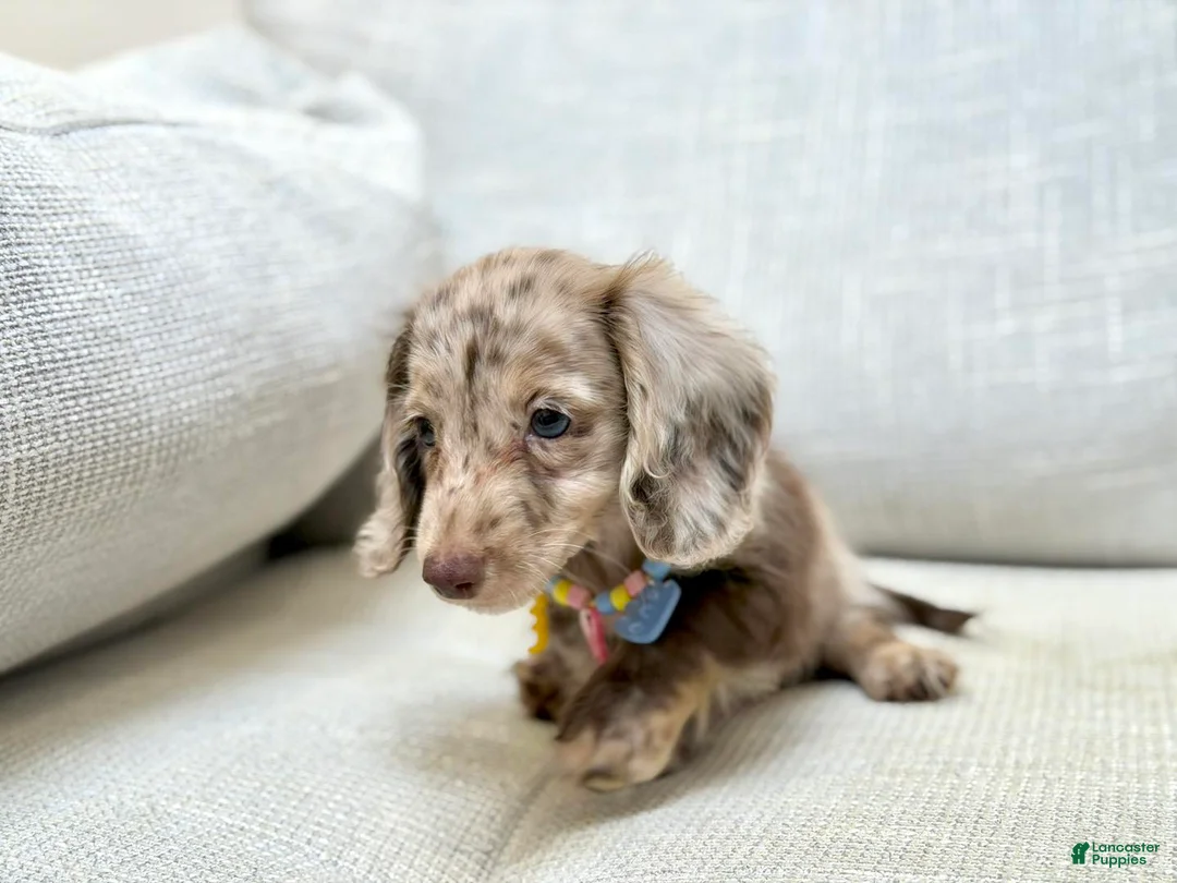 Dachshund dogs for sale: Dachshund Puppy 5 - Ad 10