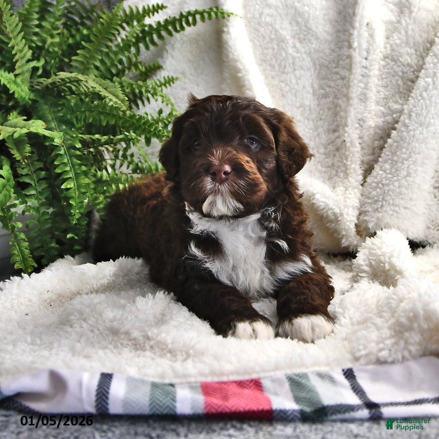 Portuguese Water Dog dogs Dime - Ad 15